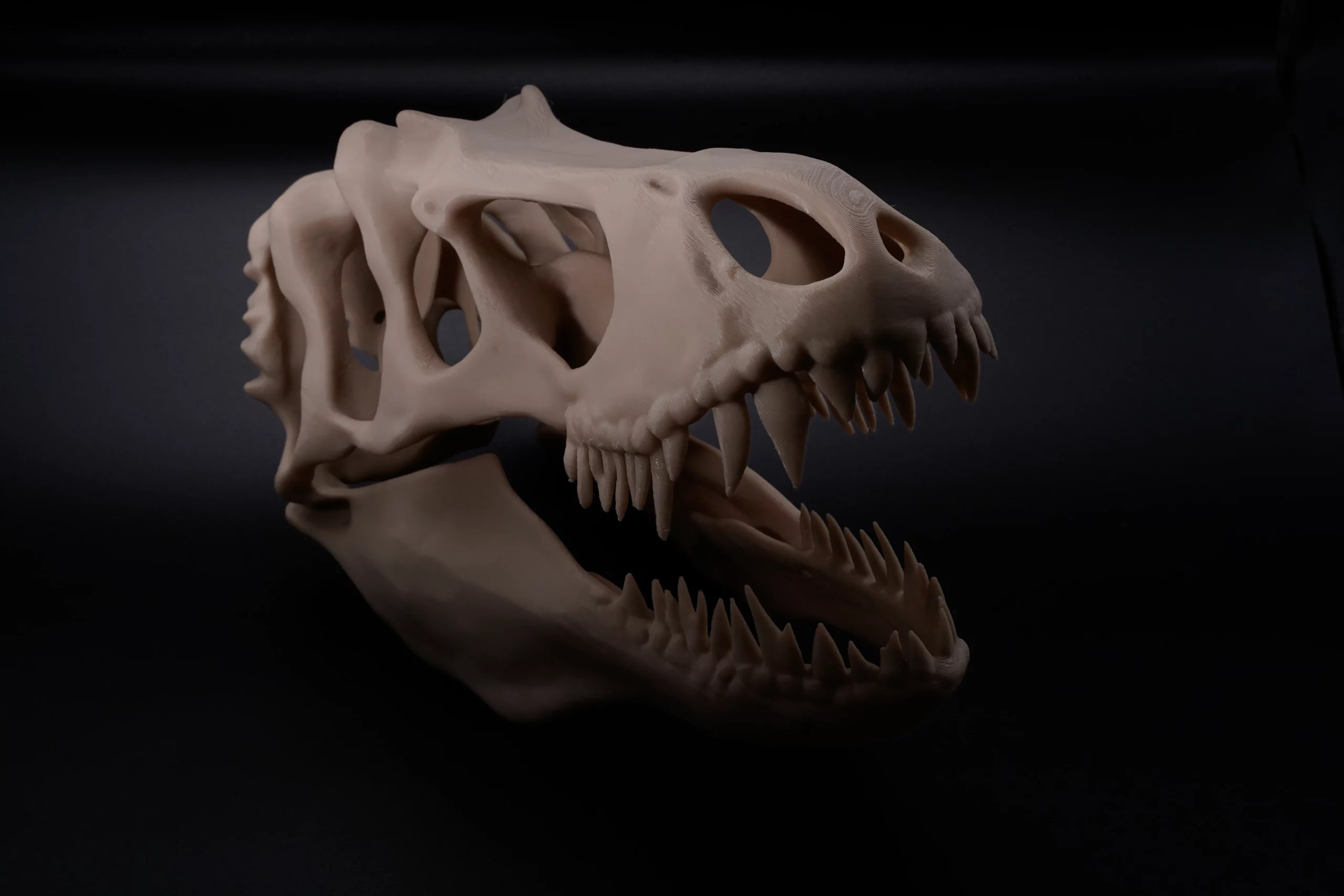 Spoolio CraneDinosaure 2