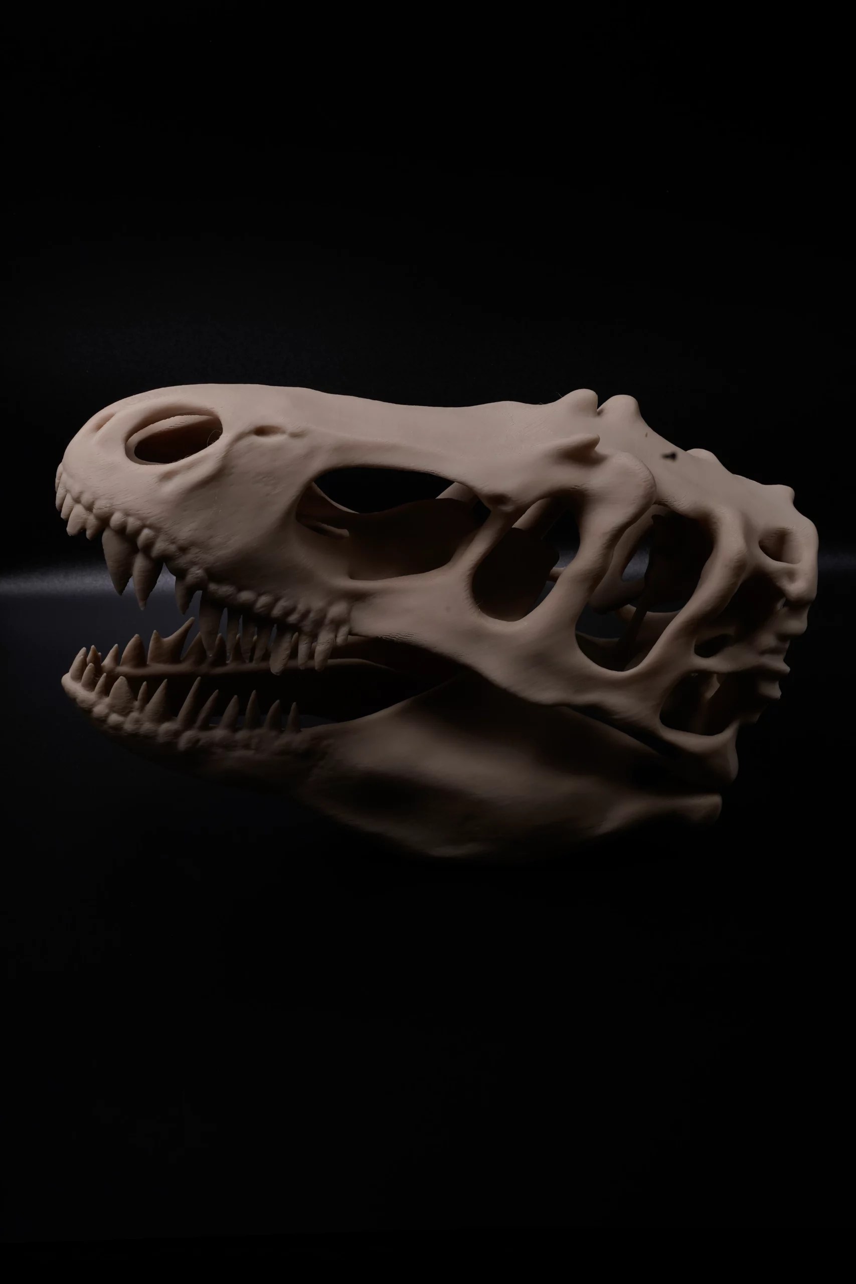 Spoolio CraneDinosaure 5